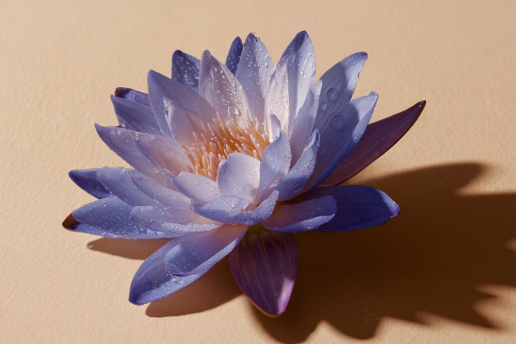 Blue Water Lily